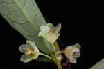 Florida leaf-flower